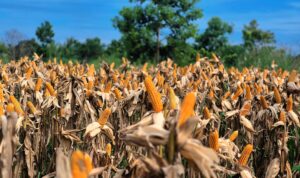 IMG-20260613-WA0009